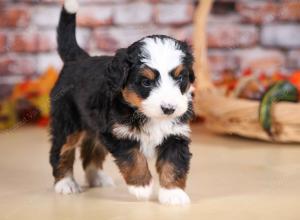 tri-colored male mini bernedoodle near Chicago Illinois