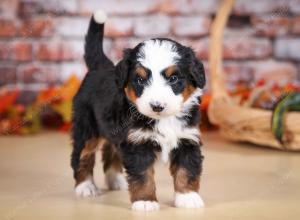 tri-colored male mini bernedoodle near Chicago Illinois