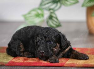 F1B mini bernedoodle near Chicago Illinois