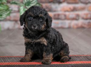 F1B mini bernedoodle near Chicago Illinois