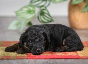 F1B mini bernedoodle near Chicago Illinois