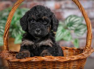 F1B mini bernedoodle near Chicago Illinois