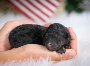 F1B mini bernedoodle near Chicago Illinois