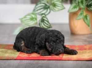 F1B mini bernedoodle near Chicago Illinois