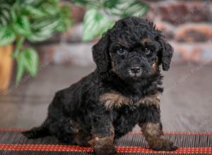 F1B mini bernedoodle near Chicago Illinois