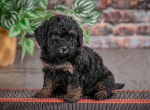 F1B mini bernedoodle near Chicago Illinois