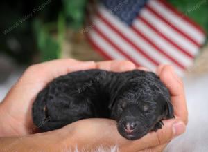 F1B mini bernedoodle near Chicago Illinois