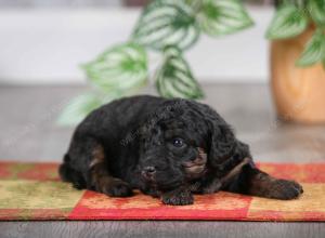 F1B mini bernedoodle near Chicago Illinois