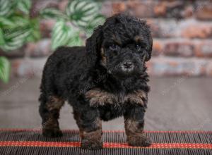 F1B mini bernedoodle near Chicago Illinois