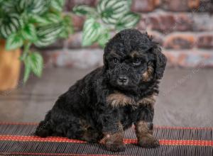 F1B mini bernedoodle near Chicago Illinois