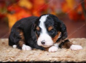 tri-colored female mini bernedoodle near Chicago Illinois