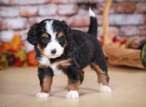 tri-colored female mini bernedoodle near Chicago Illinois