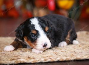 tri-colored female mini bernedoodle near Chicago Illinois