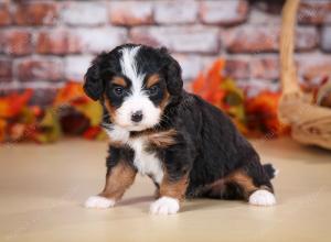 tri-colored female mini bernedoodle near Chicago Illinois