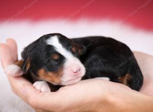 tri-colored female mini bernedoodle near Chicago Illinois