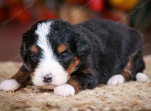 tri-colored female mini bernedoodle near Chicago Illinois