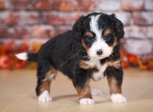 tri-colored female mini bernedoodle near Chicago Illinois