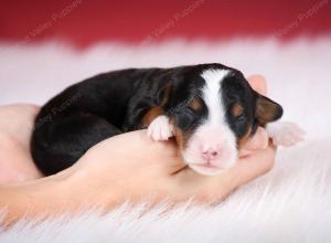 tri-colored female mini bernedoodle near Chicago Illinois