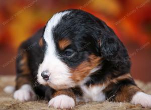 tri-colored female mini bernedoodle near Chicago Illinois