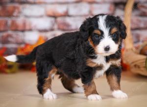 tri-colored female mini bernedoodle near Chicago Illinois