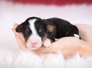 tri-colored female mini bernedoodle near Chicago Illinois