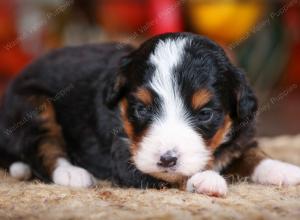 tri-colored female mini bernedoodle near Chicago Illinois