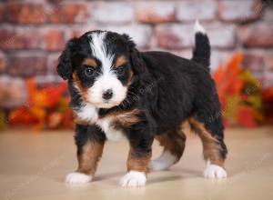 tri-colored female mini bernedoodle near Chicago Illinois