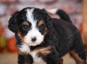 tri-colored female mini bernedoodle near Chicago Illinois