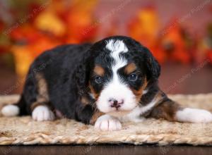 tri-colored female mini bernedoodle near Chicago Illinois