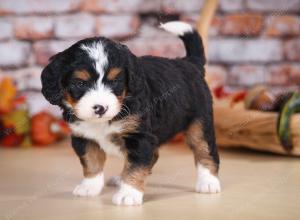 tri-colored female mini bernedoodle near Chicago Illinois