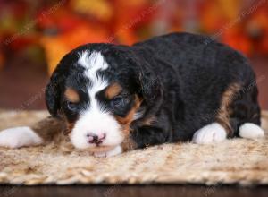 tri-colored female mini bernedoodle near Chicago Illinois