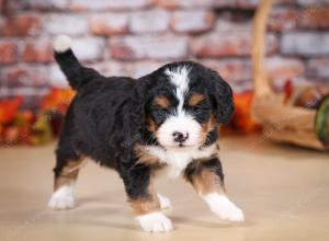 tri-colored female mini bernedoodle near Chicago Illinois