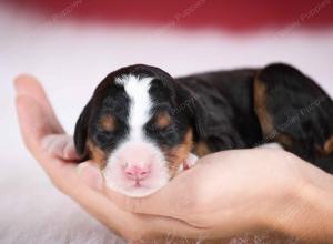 tri-colored female mini bernedoodle near Chicago Illinois