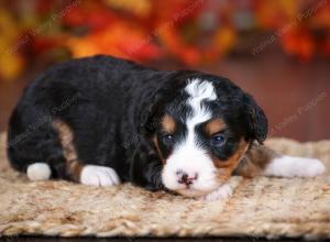 tri-colored female mini bernedoodle near Chicago Illinois