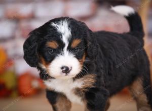 tri-colored female mini bernedoodle near Chicago Illinois