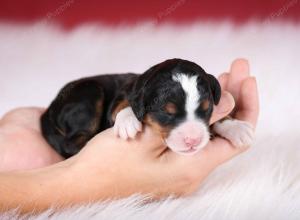 tri-colored female mini bernedoodle near Chicago Illinois