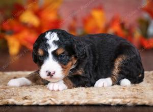 tri-colored female mini bernedoodle near Chicago Illinois