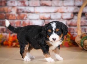 tri-colored female mini bernedoodle near Chicago Illinois