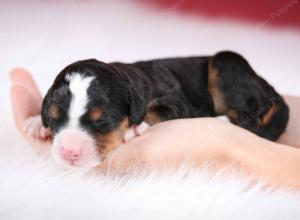 tri-colored female mini bernedoodle near Chicago Illinois