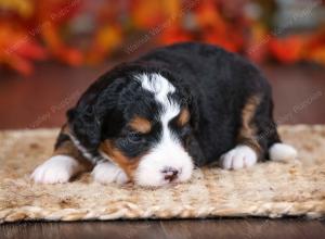 tri-colored female mini bernedoodle near Chicago Illinois