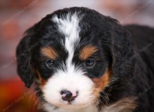 tri-colored female mini bernedoodle near Chicago Illinois