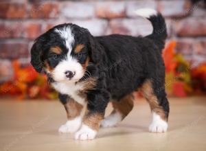 tri-colored female mini bernedoodle near Chicago Illinois