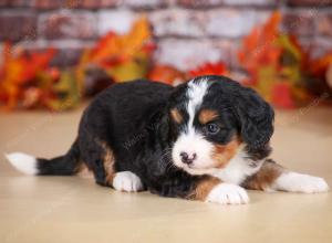 tri-colored female mini bernedoodle near Chicago Illinois