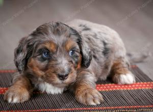 F1B mini bernedoodle near Chicago Illinois