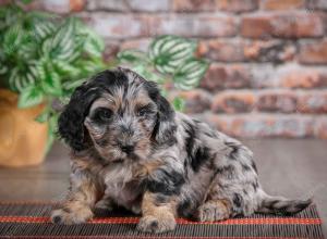 F1B mini bernedoodle near Chicago Illinois