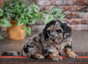 F1B mini bernedoodle near Chicago Illinois