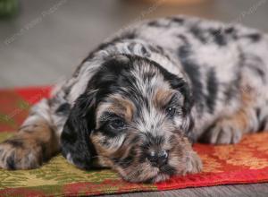 F1B mini bernedoodle near Chicago Illinois