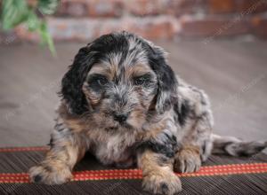 F1B mini bernedoodle near Chicago Illinois