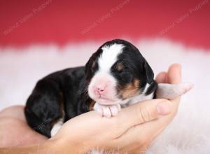 tri-colored male mini bernedoodle near Chicago Illinois