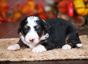 tri-colored male mini bernedoodle near Chicago Illinois